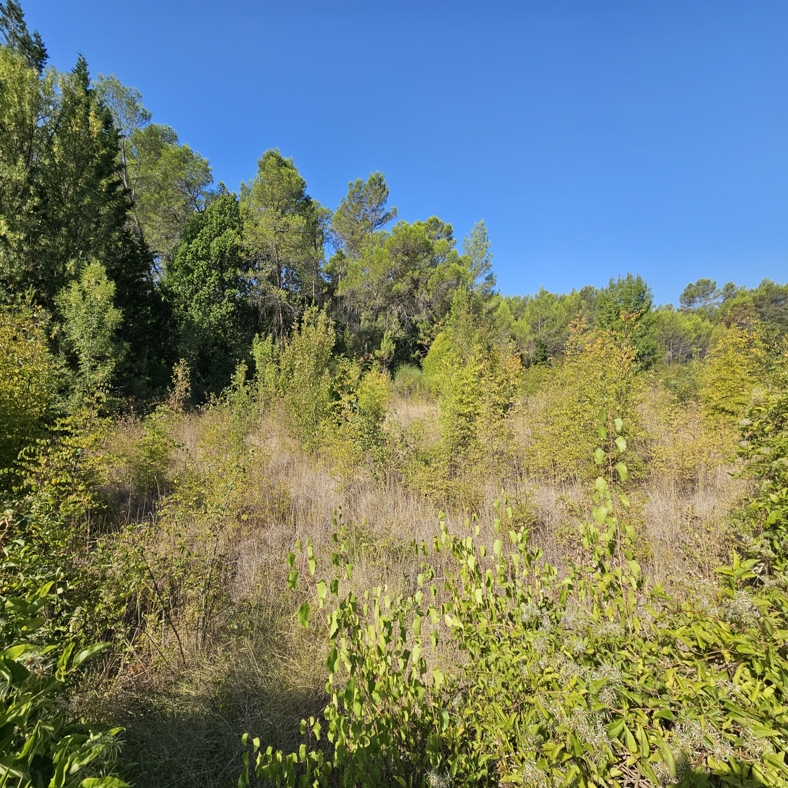 Image_1, Terrain de loisir, Pignans, ref :265